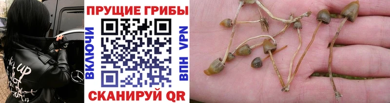 Галлюциногенные грибы прущие грибы  наркота  Урюпинск 