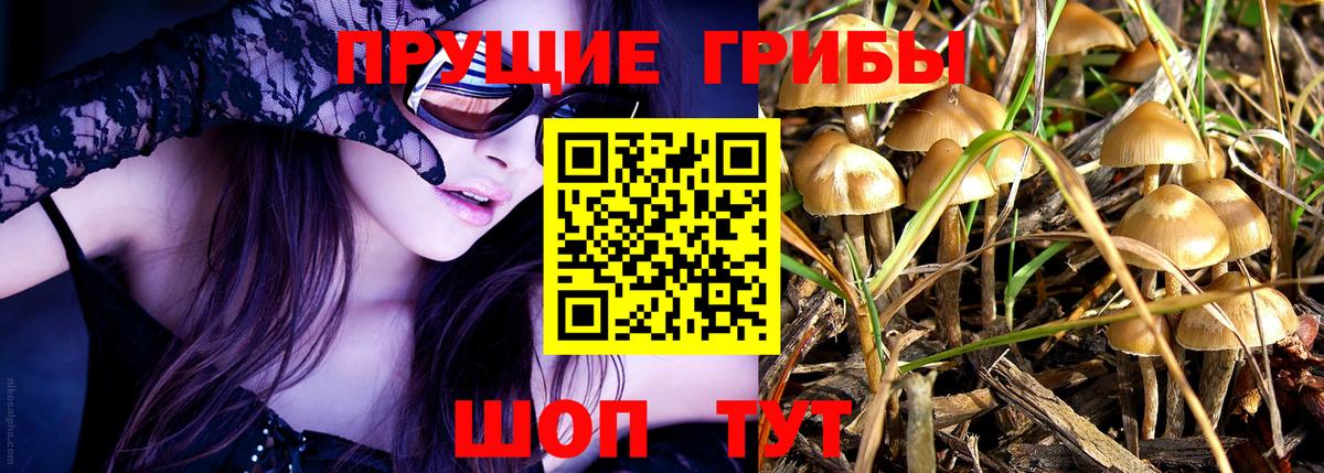 Псилоцибиновые грибы Psilocybe  Вход с VPN  Галлюциногенные грибы Psilocybe  Урюпинск 